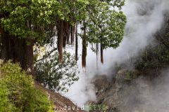 Arbre-de-Noel-de-Nouvelle-Zelande-_O7A6265