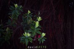 Arbre-de-Noel-de-Nouvelle-Zelande-_O7A6320