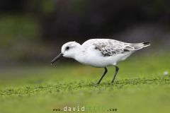Becasseau-sanderling_O7A2967