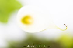 Calla-_O7A3457