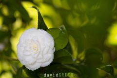 Camelia_O7A7221