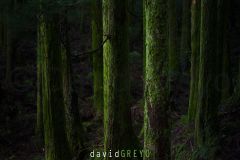 Cedre-du-Japon_O7A3703