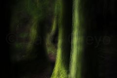 Cedre-du-Japon_O7A3708