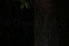 Cedre-du-Japon_O7A3720