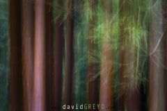 Cedre-du-Japon_O7A6534