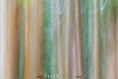 Cedre-du-Japon_O7A6553