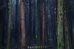 Cedre-du-Japon_O7A7381