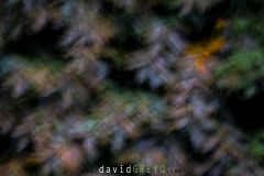 Feuillages_O7A7806