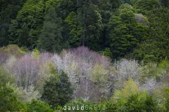 Foret-des-Acores_O7A6614