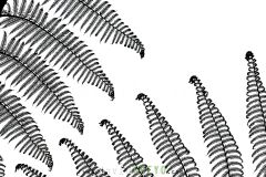 Fougere-arborescente_O7A7056