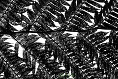 Fougere-arborescente_O7A7839