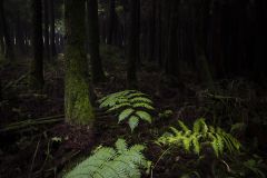 Fougere-des-Acores2026-04-03-09-18-20-BR1S3