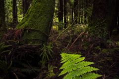 Fougere-des-Acores2026-04-03-09-30-04-BR1S3