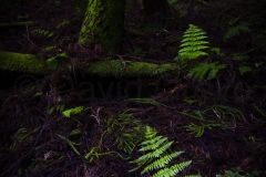 Fougere-des-Acores_O7A7239