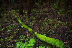 Fougere-des-Acores_O7A7524