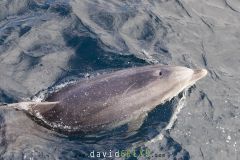 Grand-dauphin_O7A4312