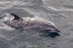 Grand-dauphin_O7A4859