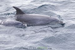 Grand-dauphin_O7A5411