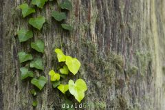 Lierre-des-Acores_O7A6818