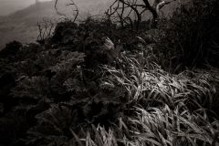 Paturage-des-Acores2026-04-01-16-26-10-BR1S3