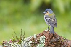 Pinson-des-Acores_O7A3318