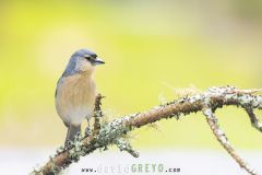 Pinson-des-Acores_O7A6654