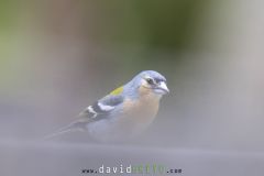 Pinson-des-Acores_O7A6745