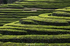 Plantation-de-the2026-04-01-17-33-17-BR1S3