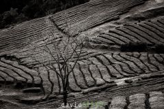 Plantation-de-the_O7A7726