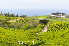 Plantation-de-the_O7A7776-Panorama