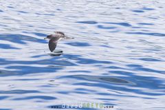 Puffin-de-Scopoli_O7A4006