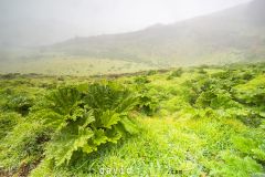 Rhubarbe-geante-du-Chili_O7A3298