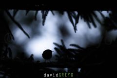 Roitelet-des-Acores_O7A6824