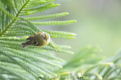 Roitelet-des-Acores_O7A6901