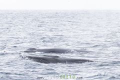 Rorqual-commun_O7A3797