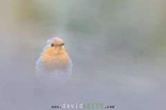 Rougegorge-familier_O7A6695