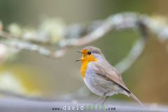 Rougegorge-familier_O7A6799