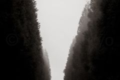 Route-dans-le-brouillard_O7A7551