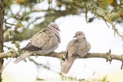 Tourterelle-turque_O7A3055