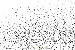 Vol-detourneaux_O7A7902