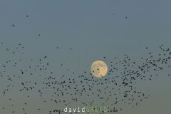 Étourneau sansonnet