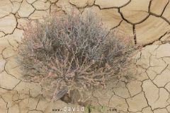 Soude vermiculée  dans le désert des Bardenas - Nitrosalsola vermiculata