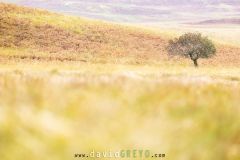 Arbre de Jura