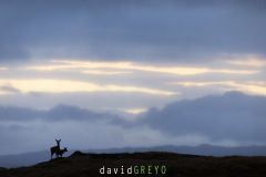 Biche et son faon sur fond de mer - Cervus elaphus