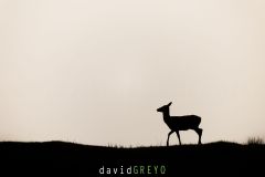 Biche