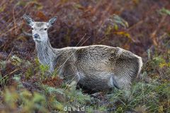 Biche dans les fougères - Cervus elaphus