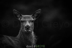 Portrait en gros plan de biche - Cervus elaphus