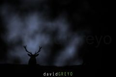 Cerf élaphe