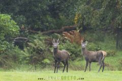 Cerf élaphe