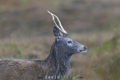 Cerf élaphe